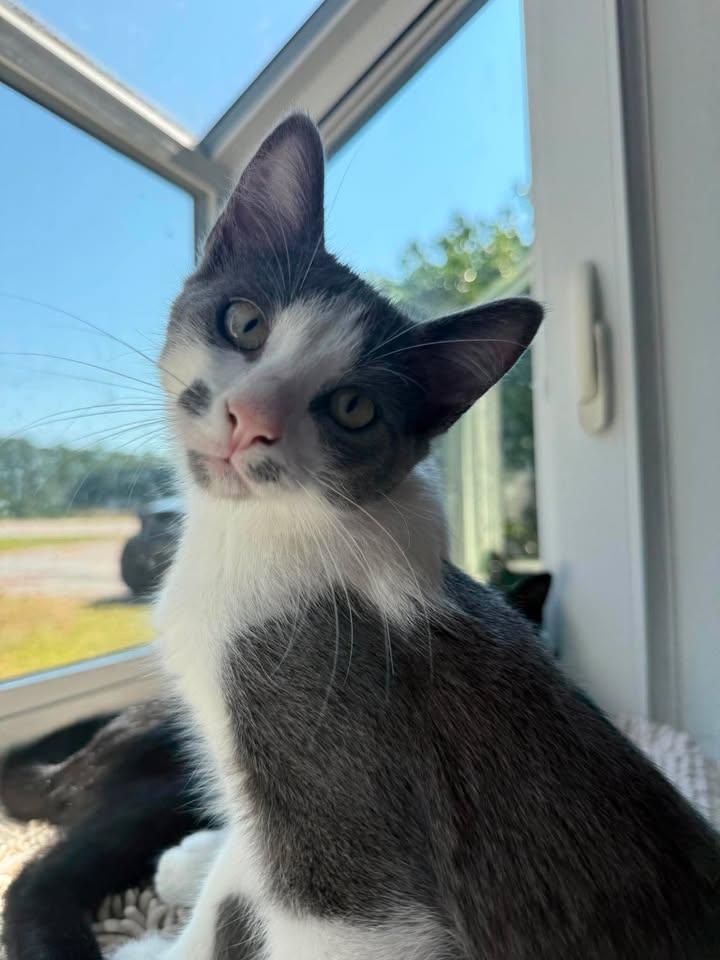 Chauncey, adopted, Young Male Domestic Short Hair.