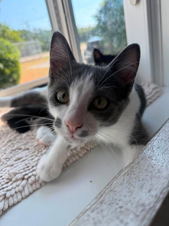 Chauncey, an adopted Domestic Short Hair in Wilmington, NC image 3/4