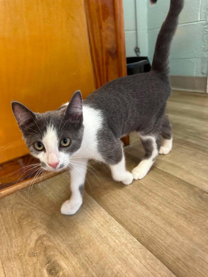 Chauncey, an adopted Domestic Short Hair in Wilmington, NC image 2/4