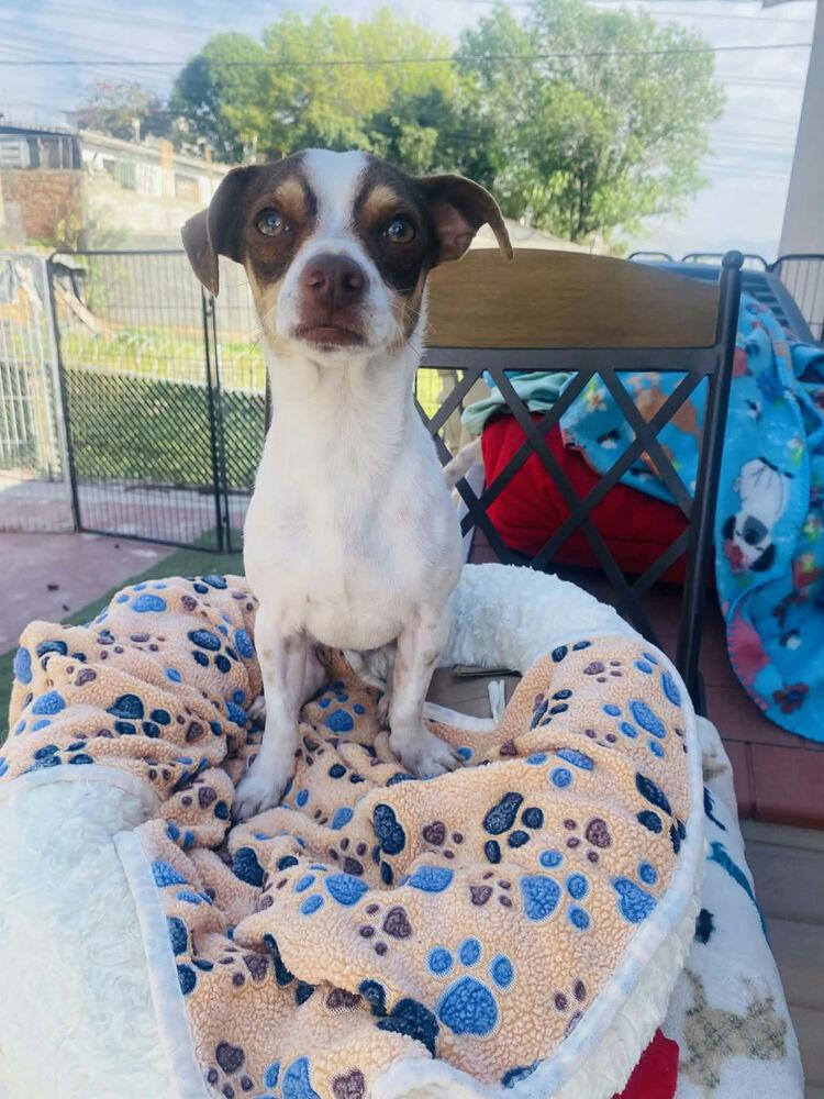 Enlarge Ferdinand, a Adoptable mixed breed in New York, NY image 2/6