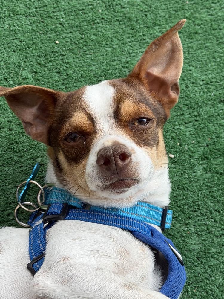 Enlarge Ferdinand, a Adoptable mixed breed in New York, NY image 4/6