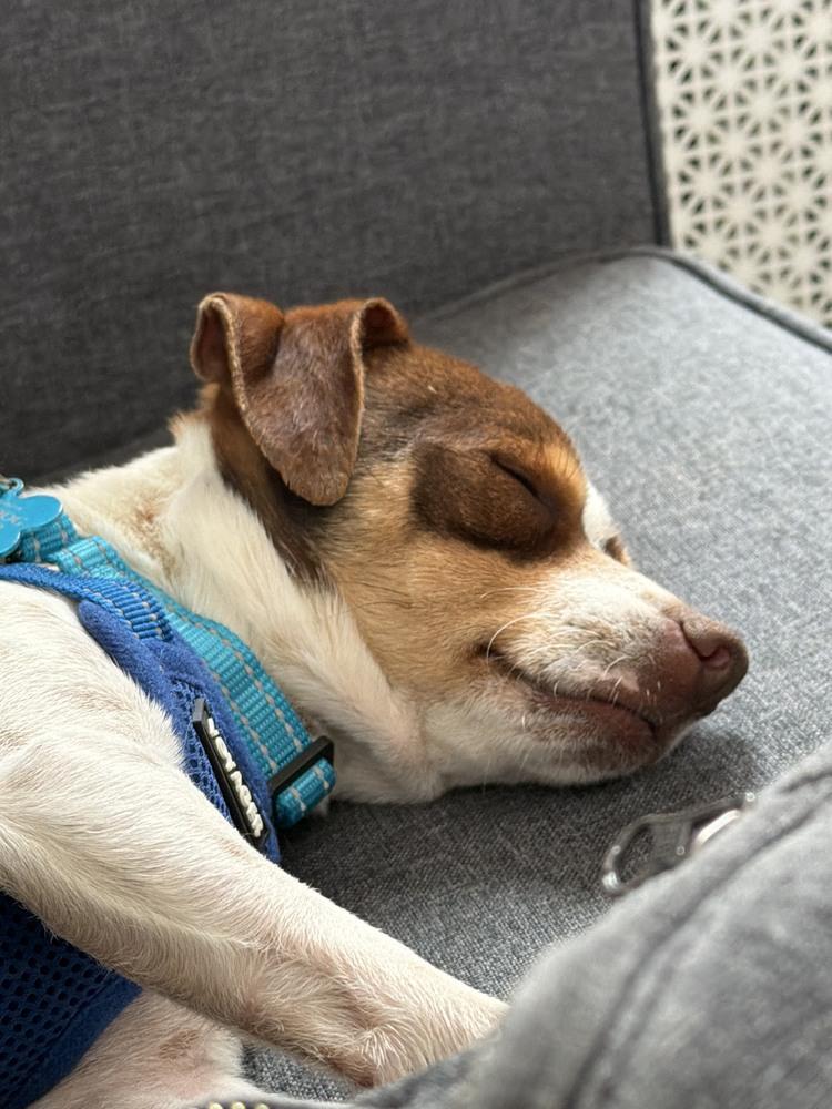 Enlarge Ferdinand, a Adoptable mixed breed in New York, NY image 5/6