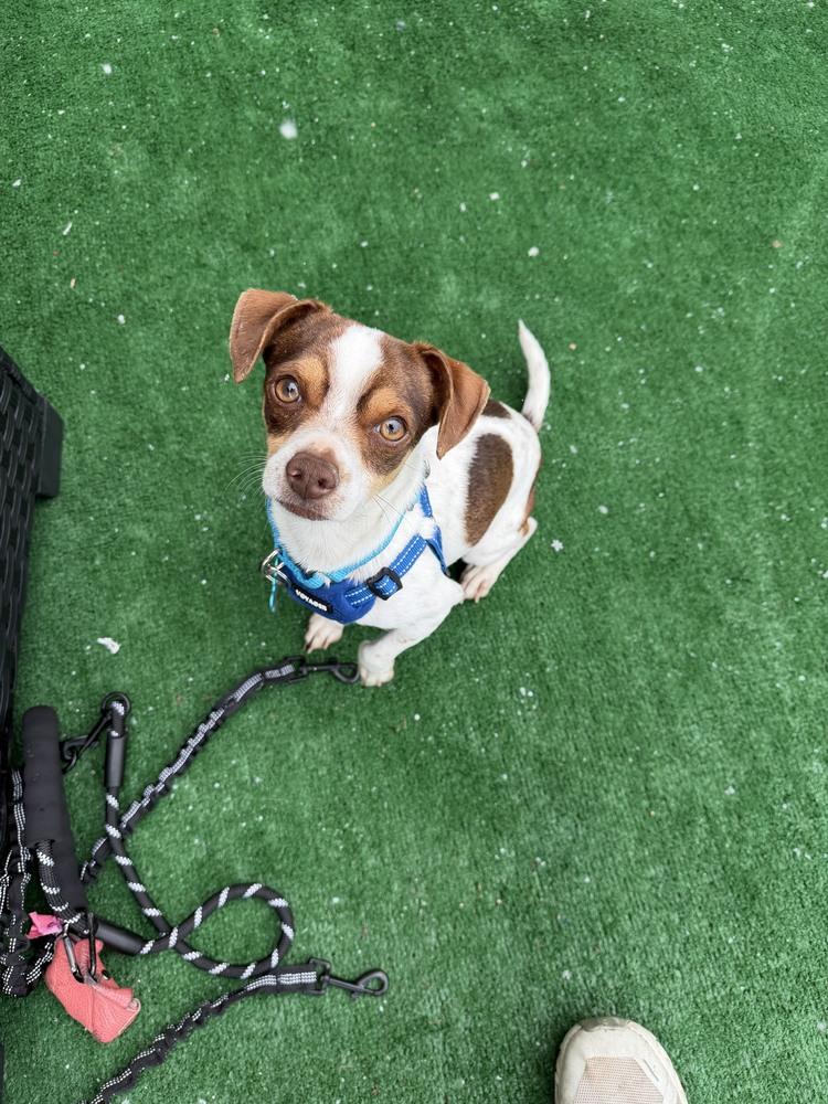 Enlarge Ferdinand, a Adoptable mixed breed in New York, NY image 6/6