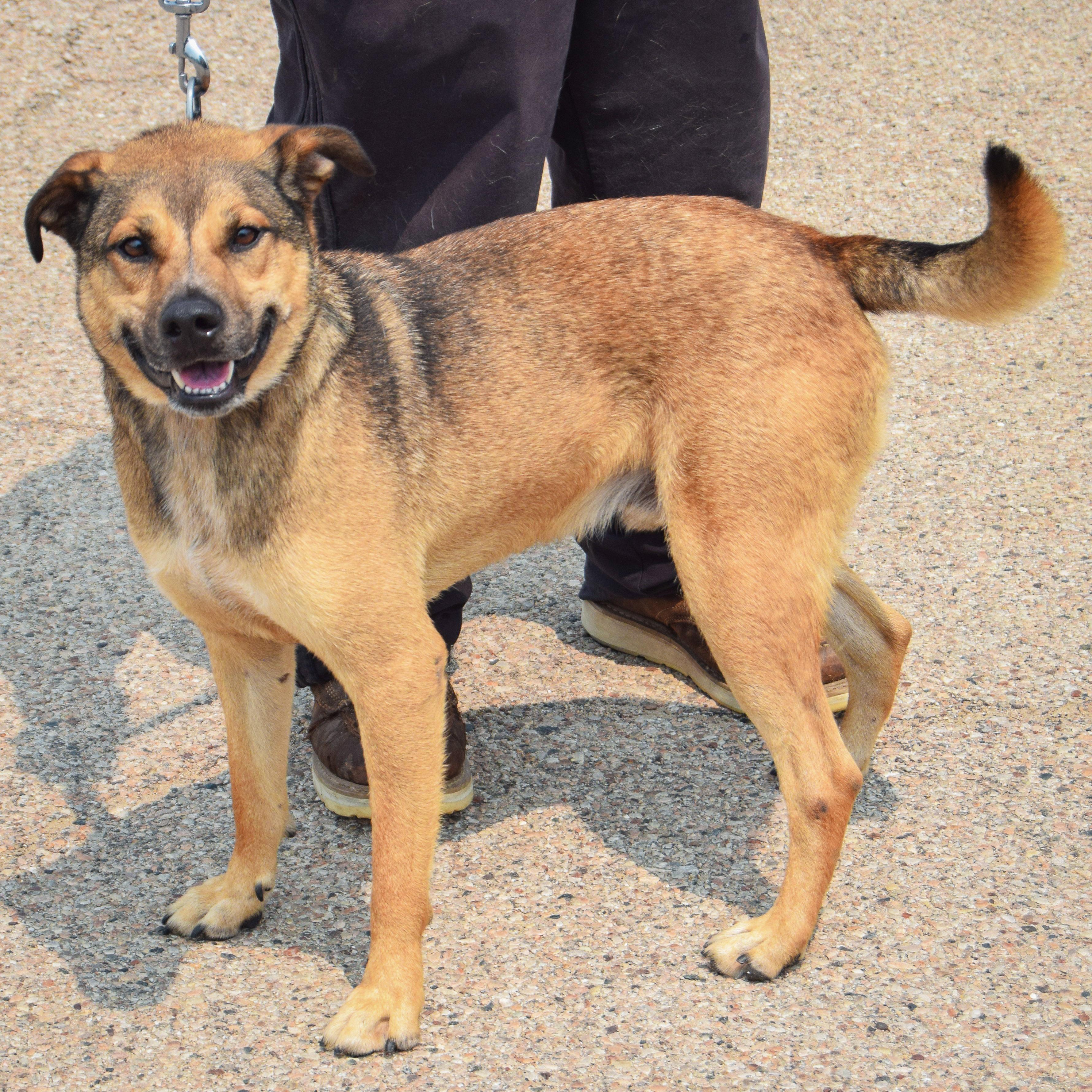Enlarge Max, an adoptable mixed breed in Huntley, IL image 4/6