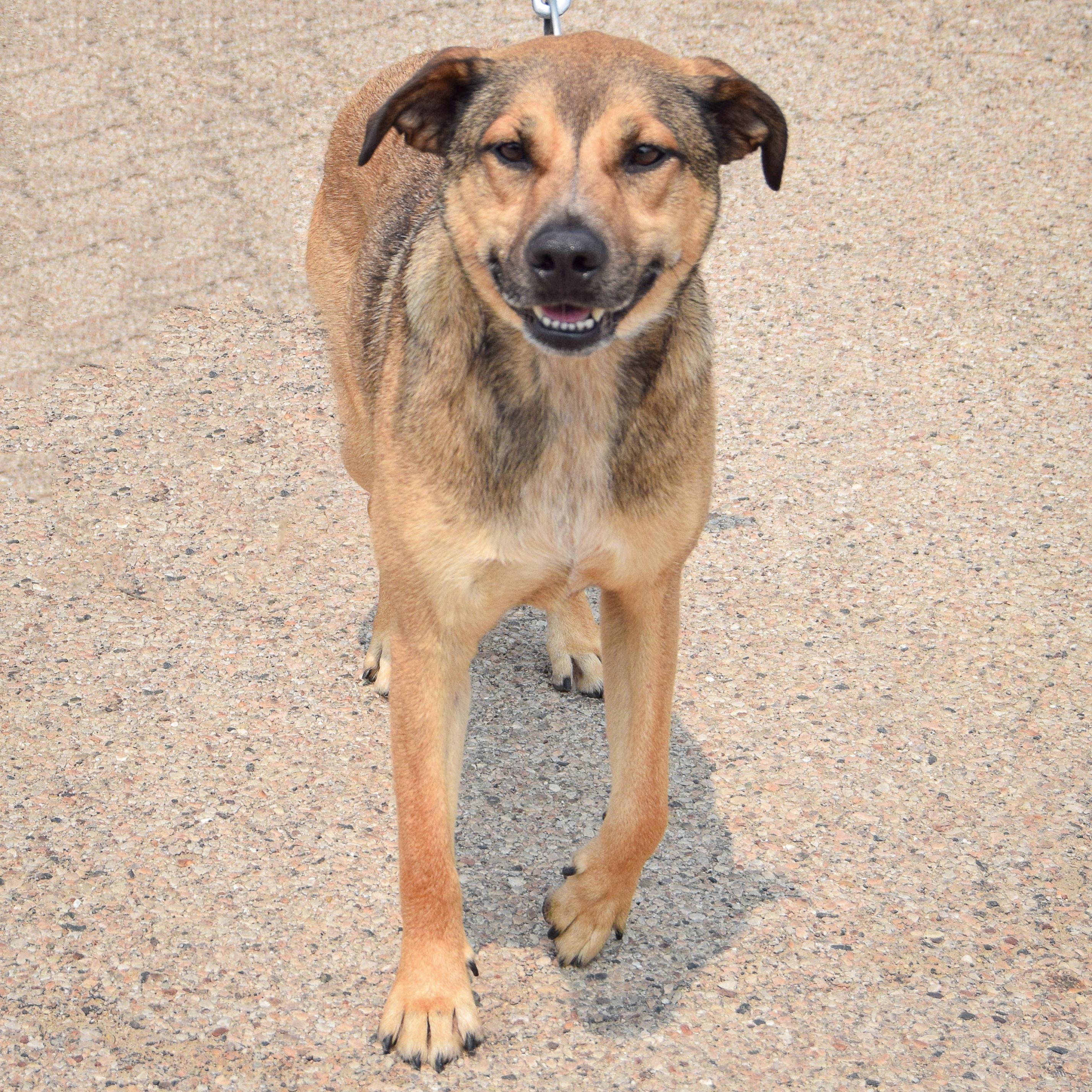 Enlarge Max, an adoptable mixed breed in Huntley, IL image 5/6