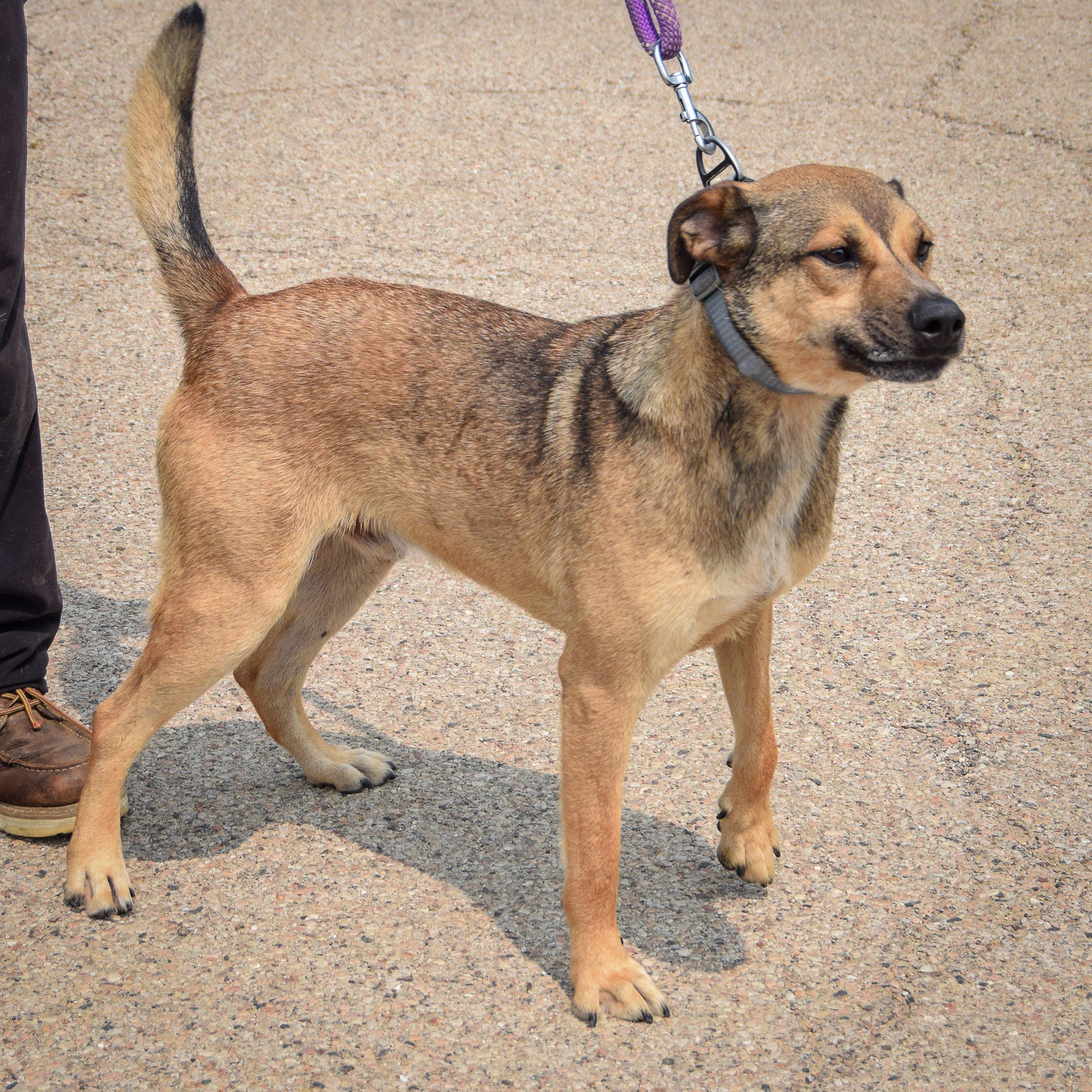 Enlarge Max, an adoptable mixed breed in Huntley, IL image 6/6