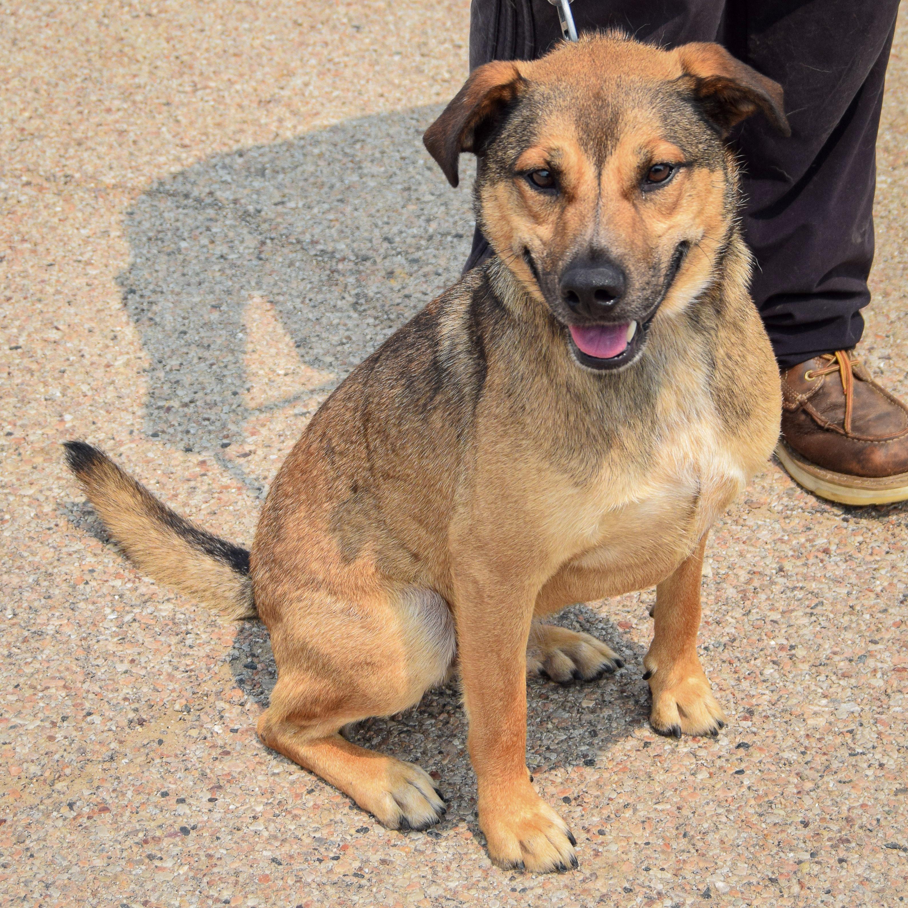 Enlarge Max, an adoptable mixed breed in Huntley, IL image 3/6