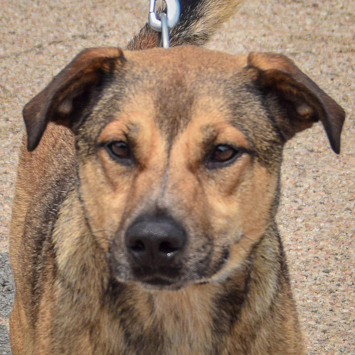 Enlarge Max, an adoptable mixed breed in Huntley, IL image 1/6