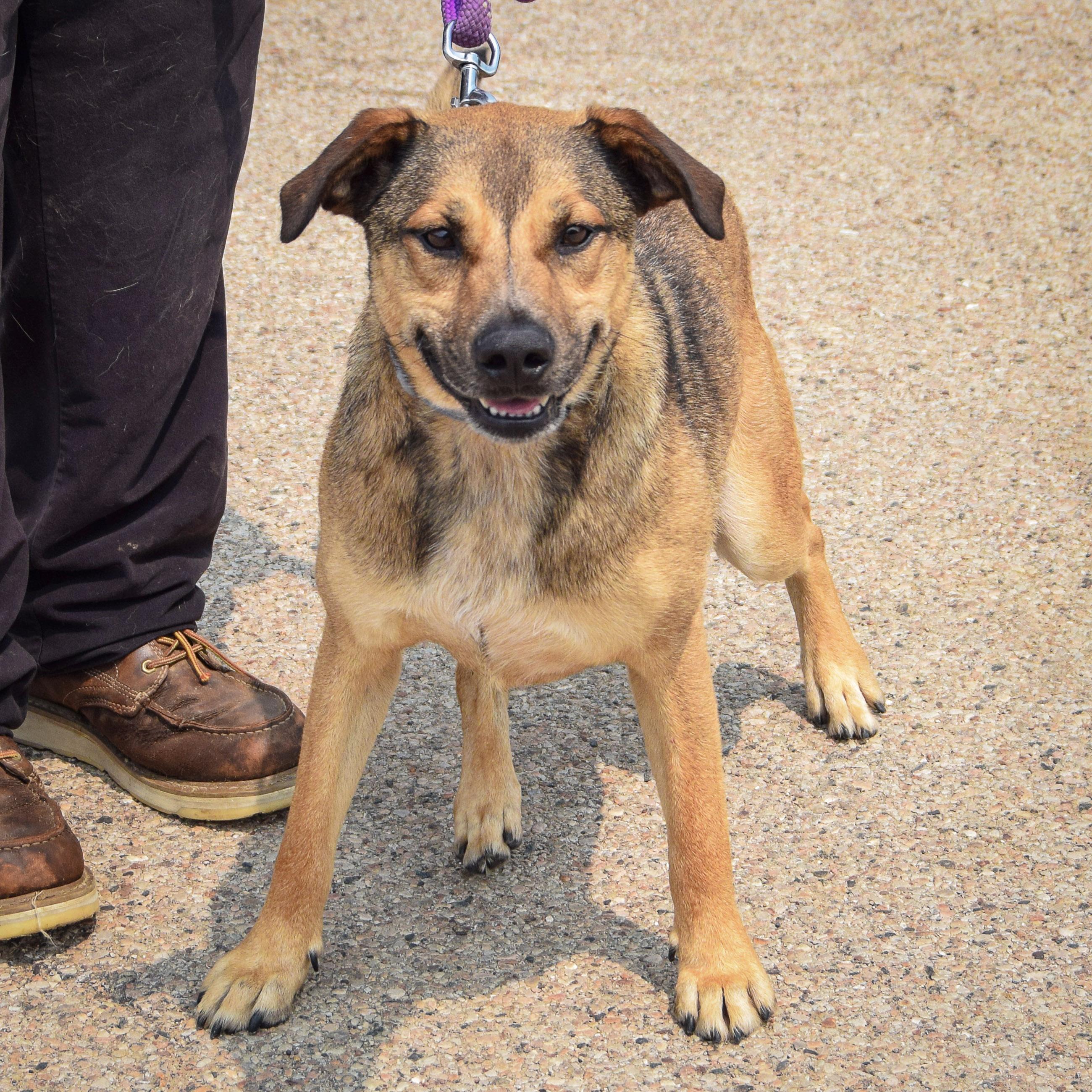 Enlarge Max, an adoptable mixed breed in Huntley, IL image 2/6