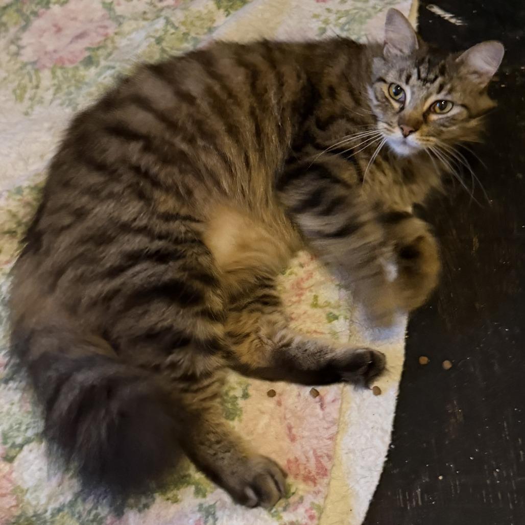 Blade, Adoptable, Adult Male Domestic Medium Hair.