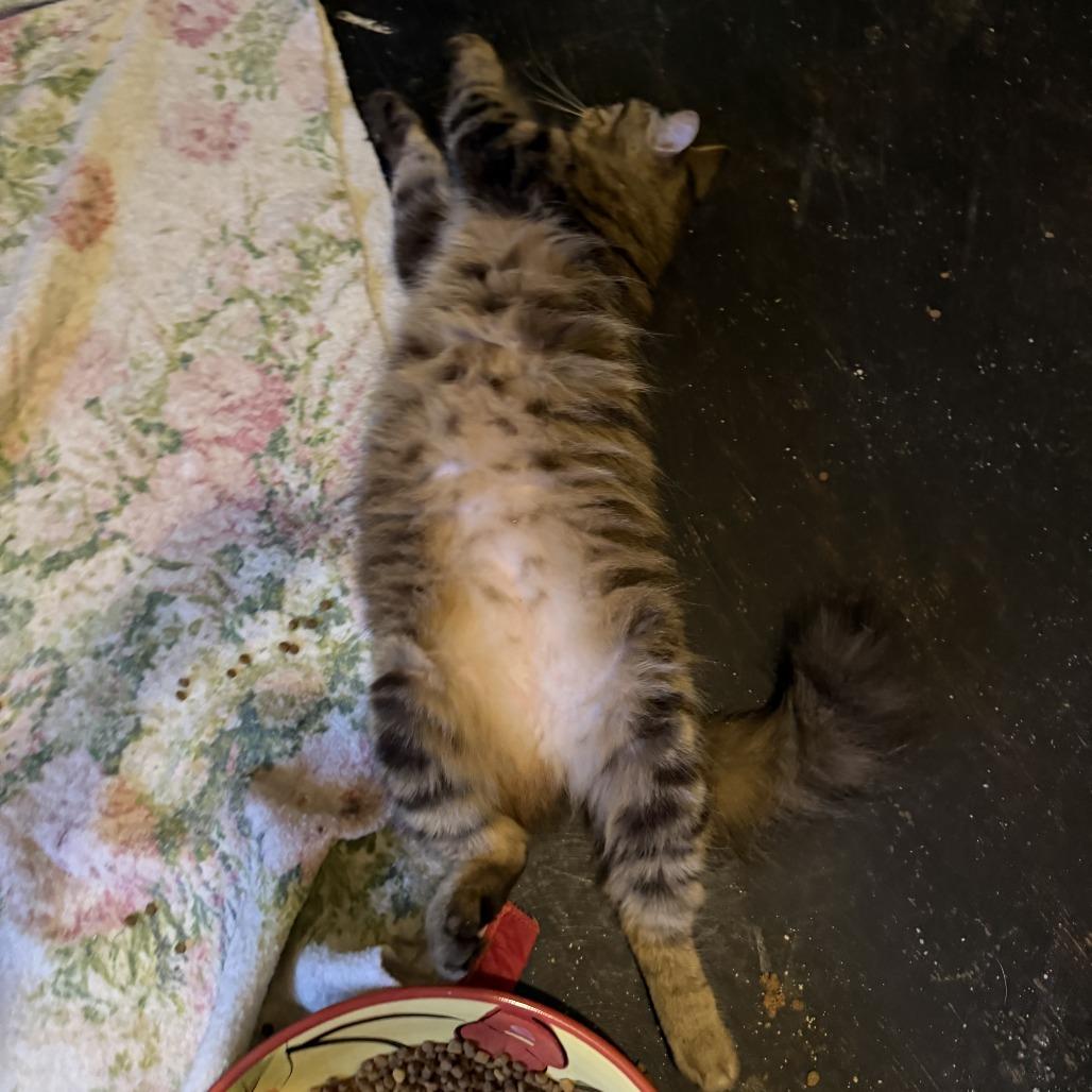 Blade, a Adoptable Domestic Medium Hair in Huntsville, AL image 2/6