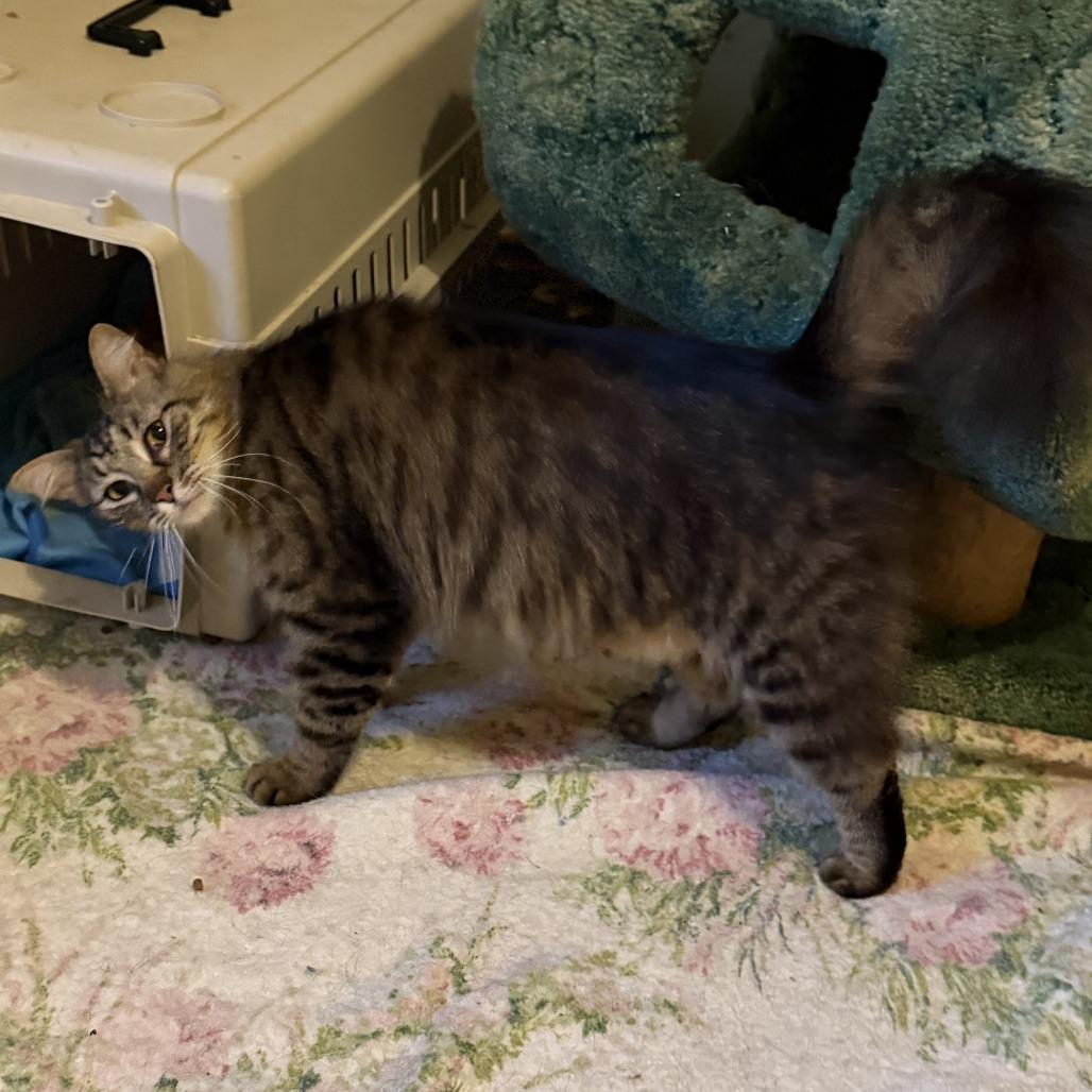Blade, a Adoptable Domestic Medium Hair in Huntsville, AL image 4/6