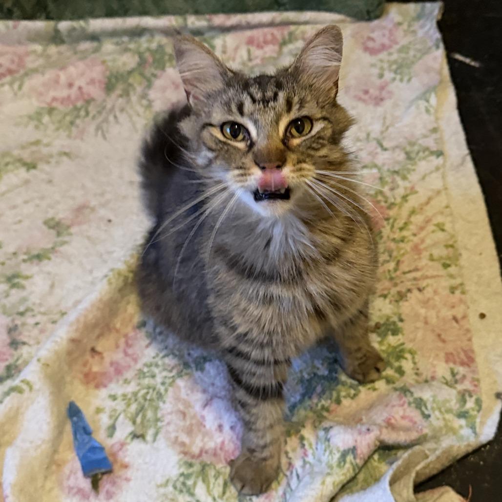 Blade, a Adoptable Domestic Medium Hair in Huntsville, AL image 5/6
