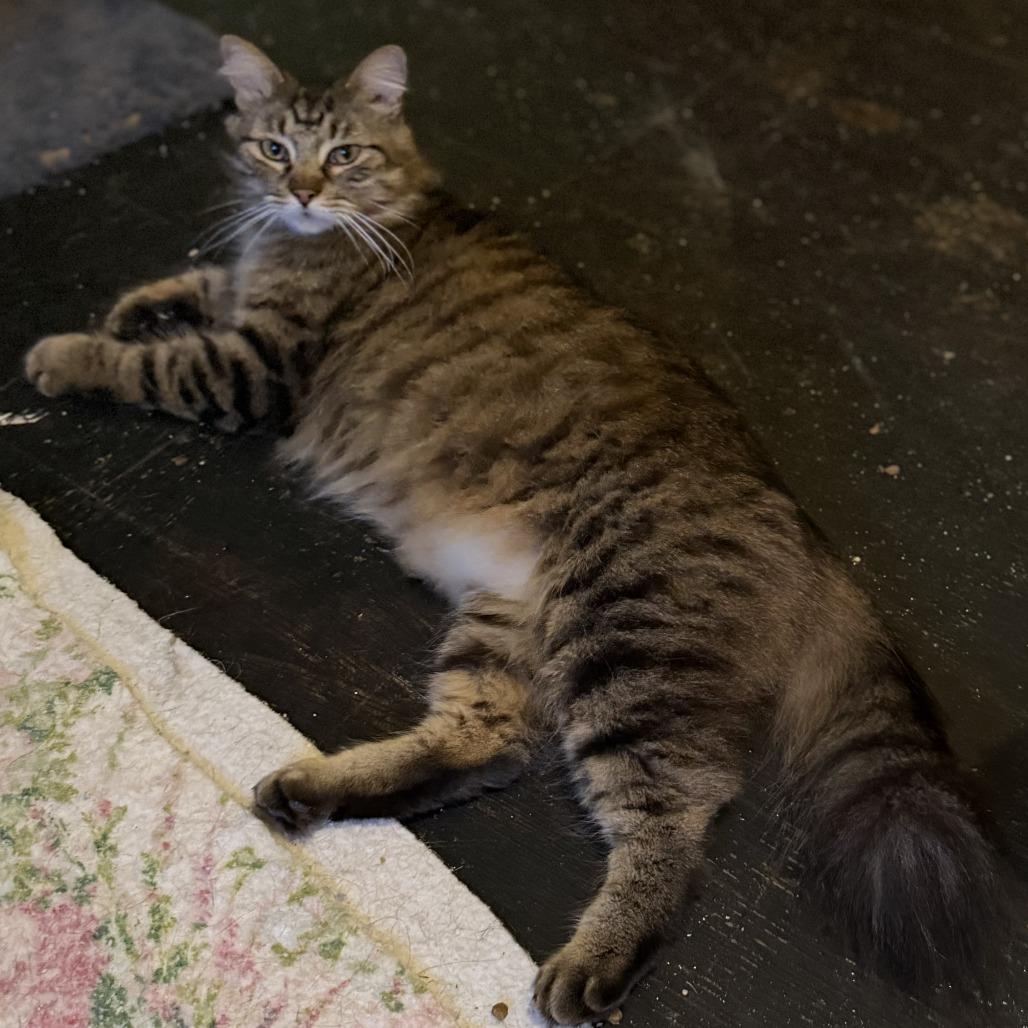 Blade, a Adoptable Domestic Medium Hair in Huntsville, AL image 6/6