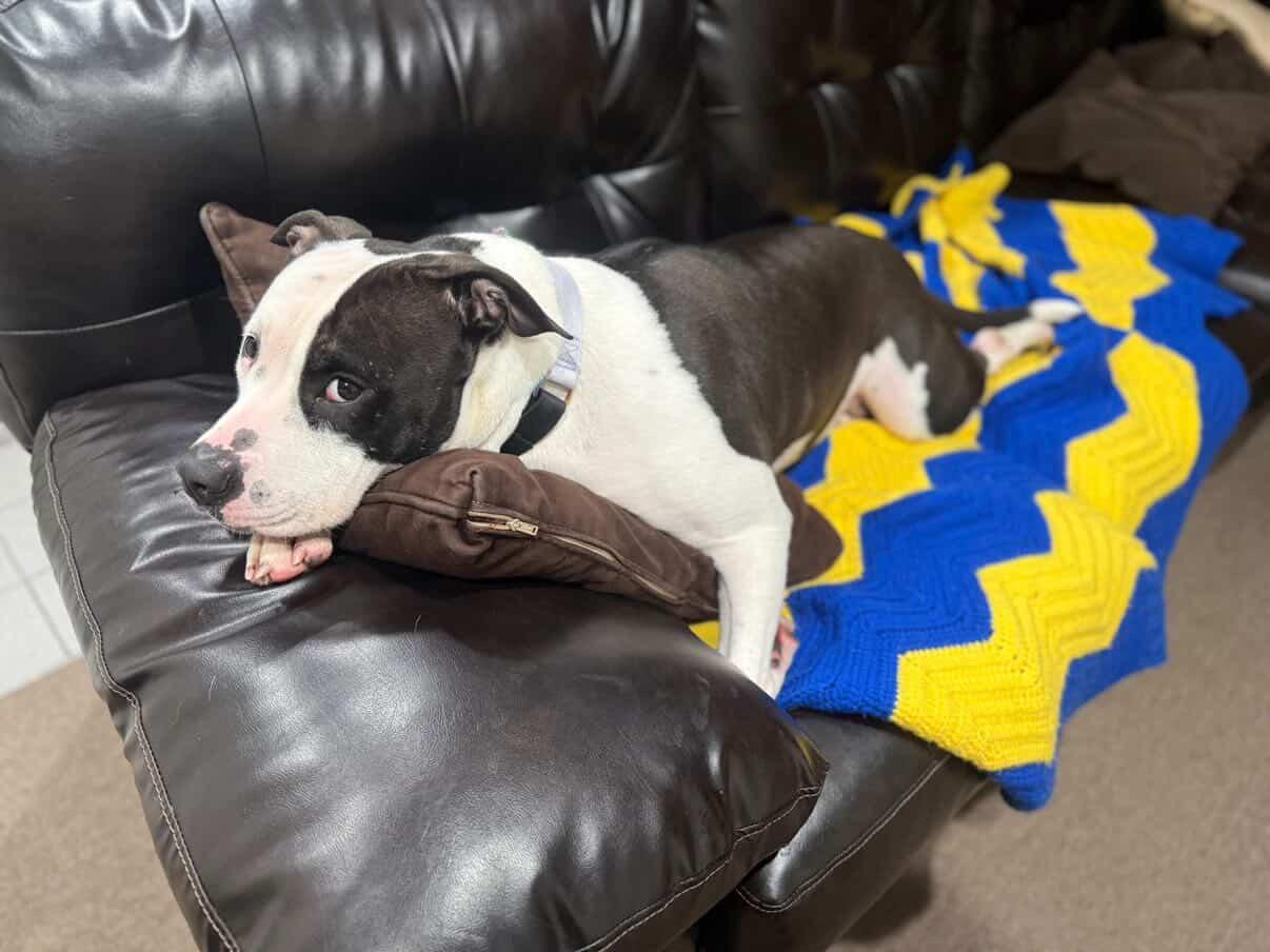 Felicity , ADOPTABLE, Young Female Pit Bull Terrier.