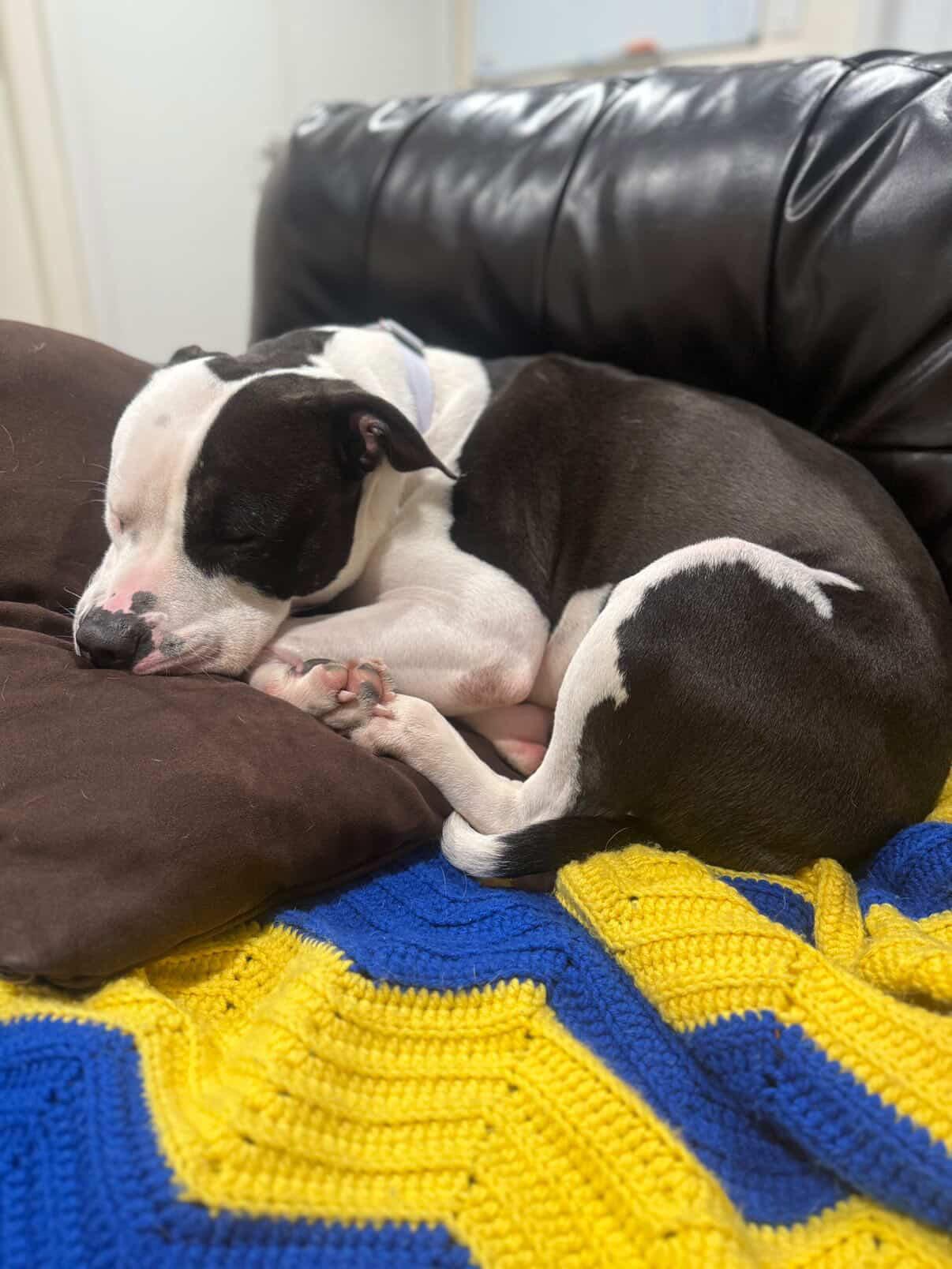 Enlarge Felicity , a ADOPTABLE mixed breed in Cresco, PA image 2/5