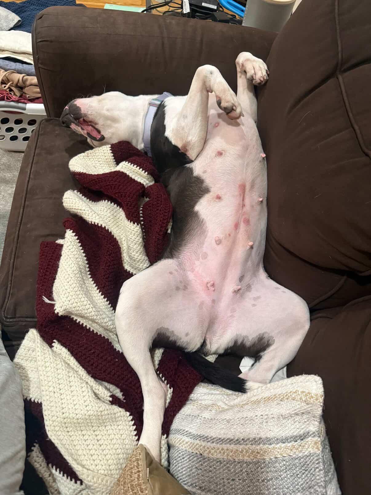 Enlarge Felicity , a ADOPTABLE mixed breed in Cresco, PA image 4/5