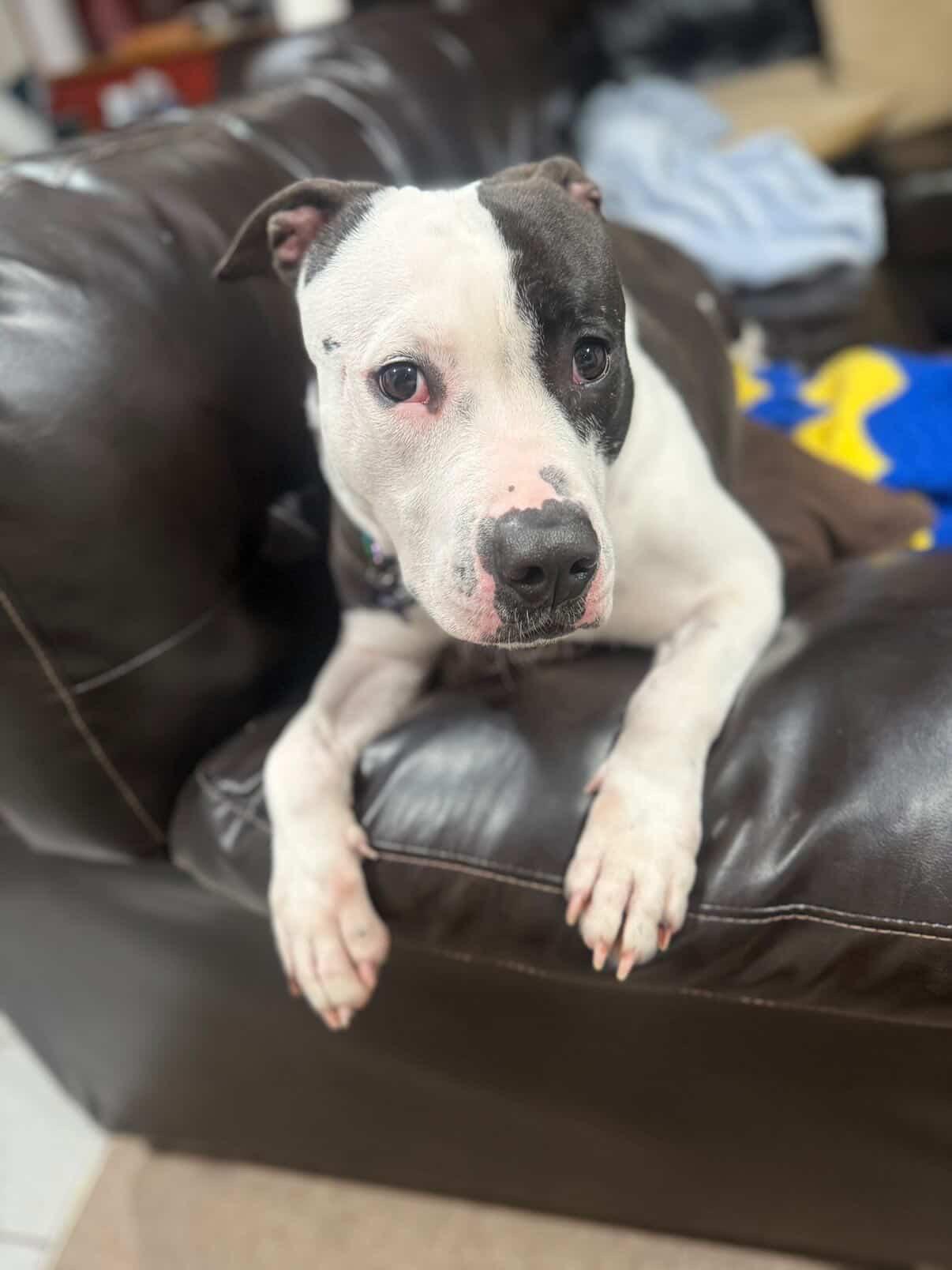 Enlarge Felicity , a ADOPTABLE mixed breed in Cresco, PA image 3/5