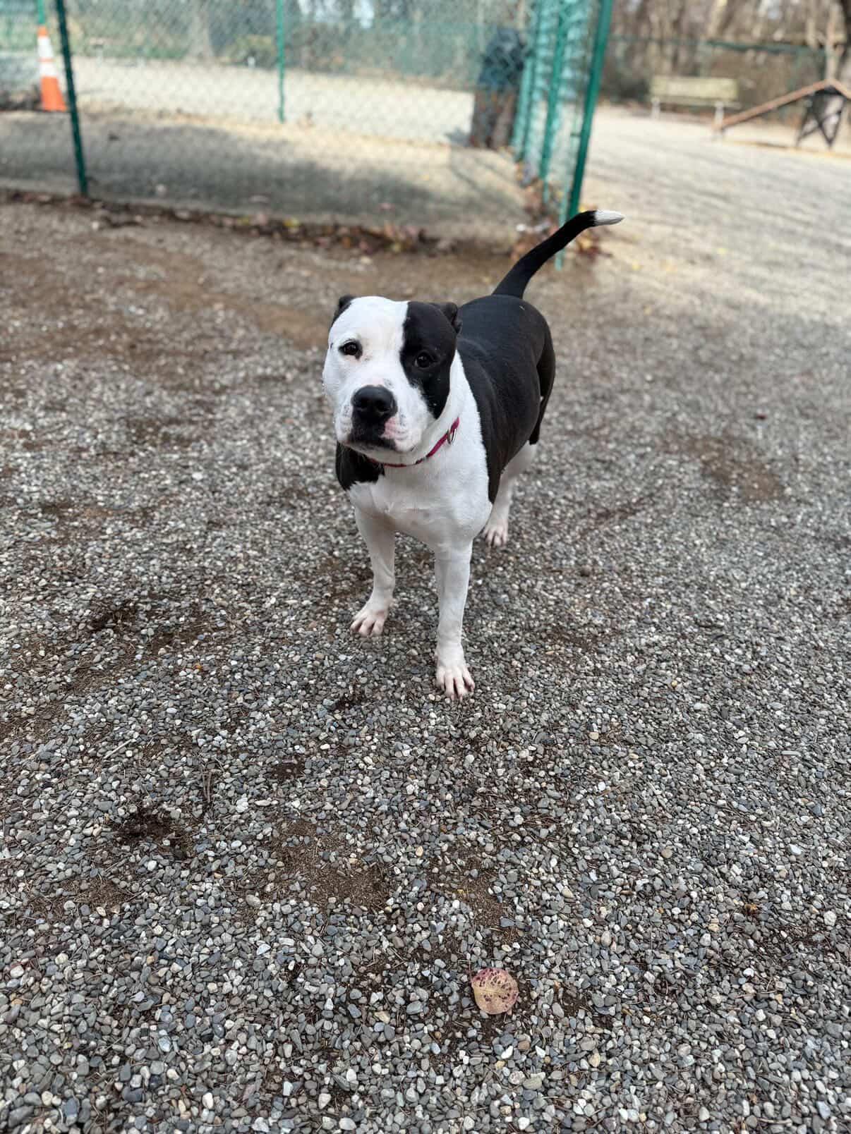 Enlarge Felicity , a ADOPTABLE mixed breed in Cresco, PA image 5/5