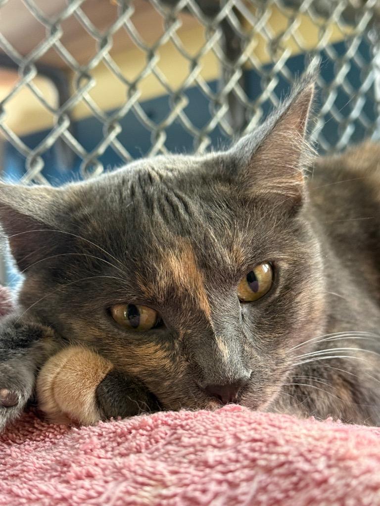 Orchid, Adoptable, Young Female Domestic Short Hair.