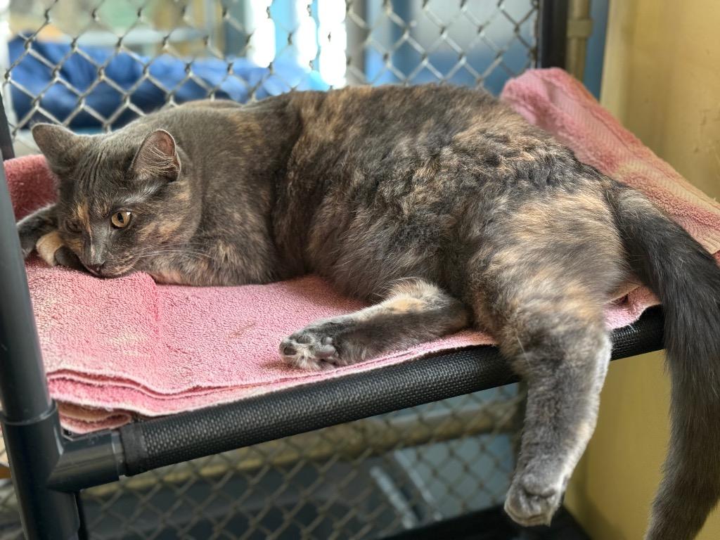 Enlarge Orchid, a Adoptable mixed breed in Syracuse, IN image 4/6