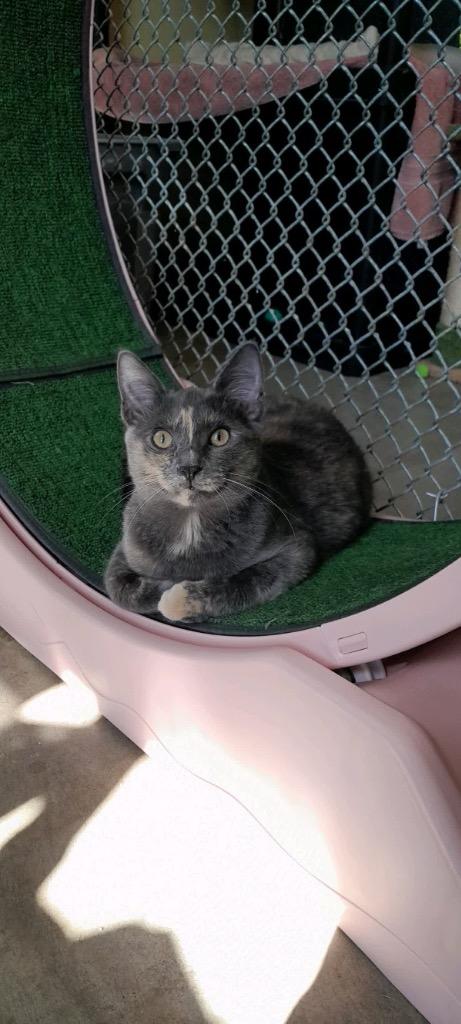 Enlarge Orchid, a Adoptable mixed breed in Syracuse, IN image 5/6