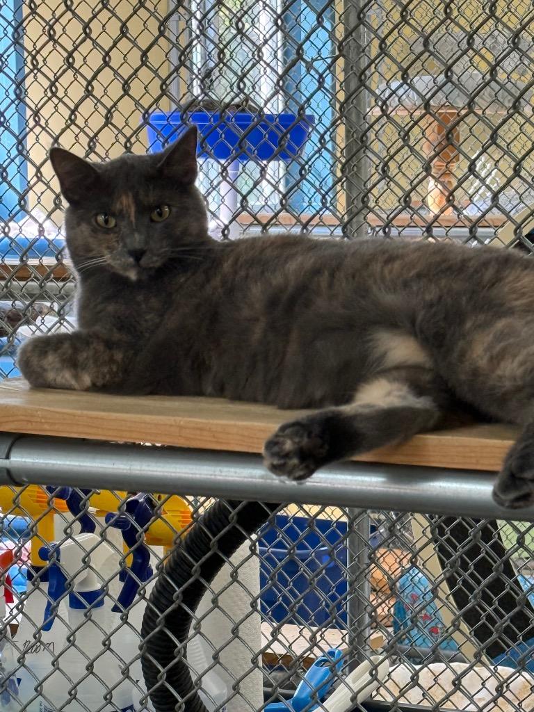 Enlarge Orchid, a Adoptable mixed breed in Syracuse, IN image 6/6