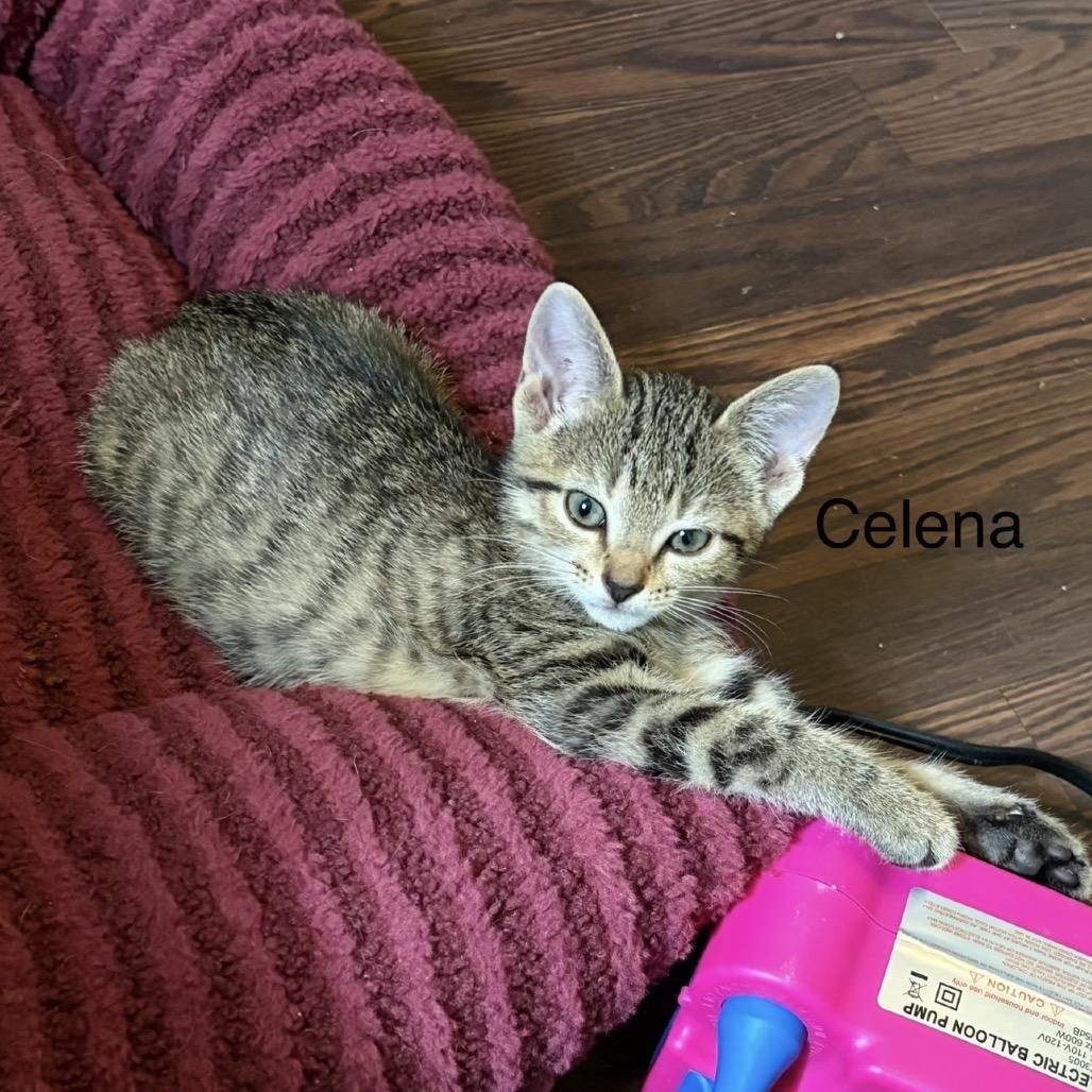 Enlarge Celena, a Adoptable Domestic Short Hair in Shelbyville, IL image 1/2