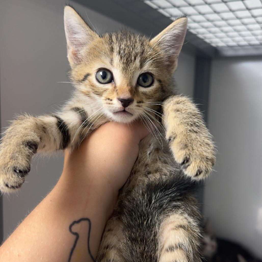 Enlarge Celena, a Adoptable Domestic Short Hair in Shelbyville, IL image 2/2