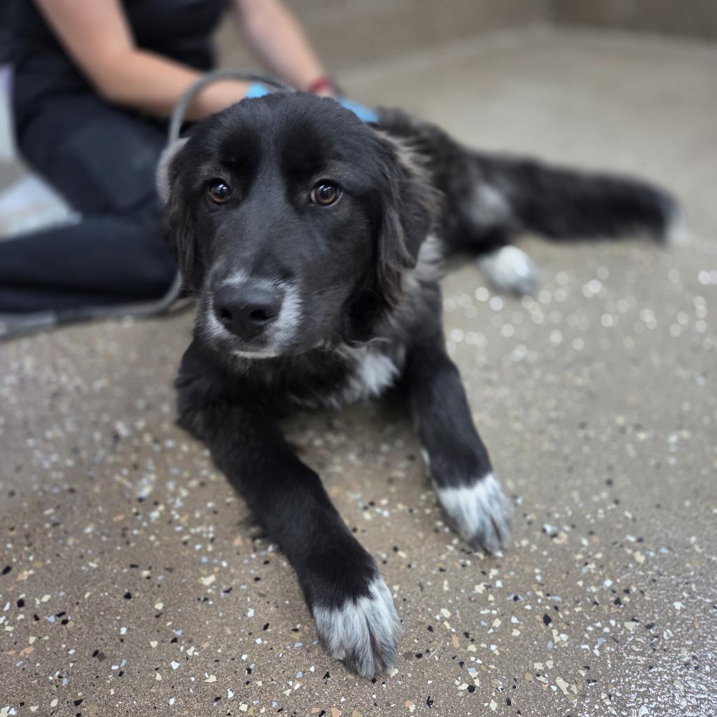 Sweetie, Adoptable, Young Female Anatolian Shepherd & Border Collie.