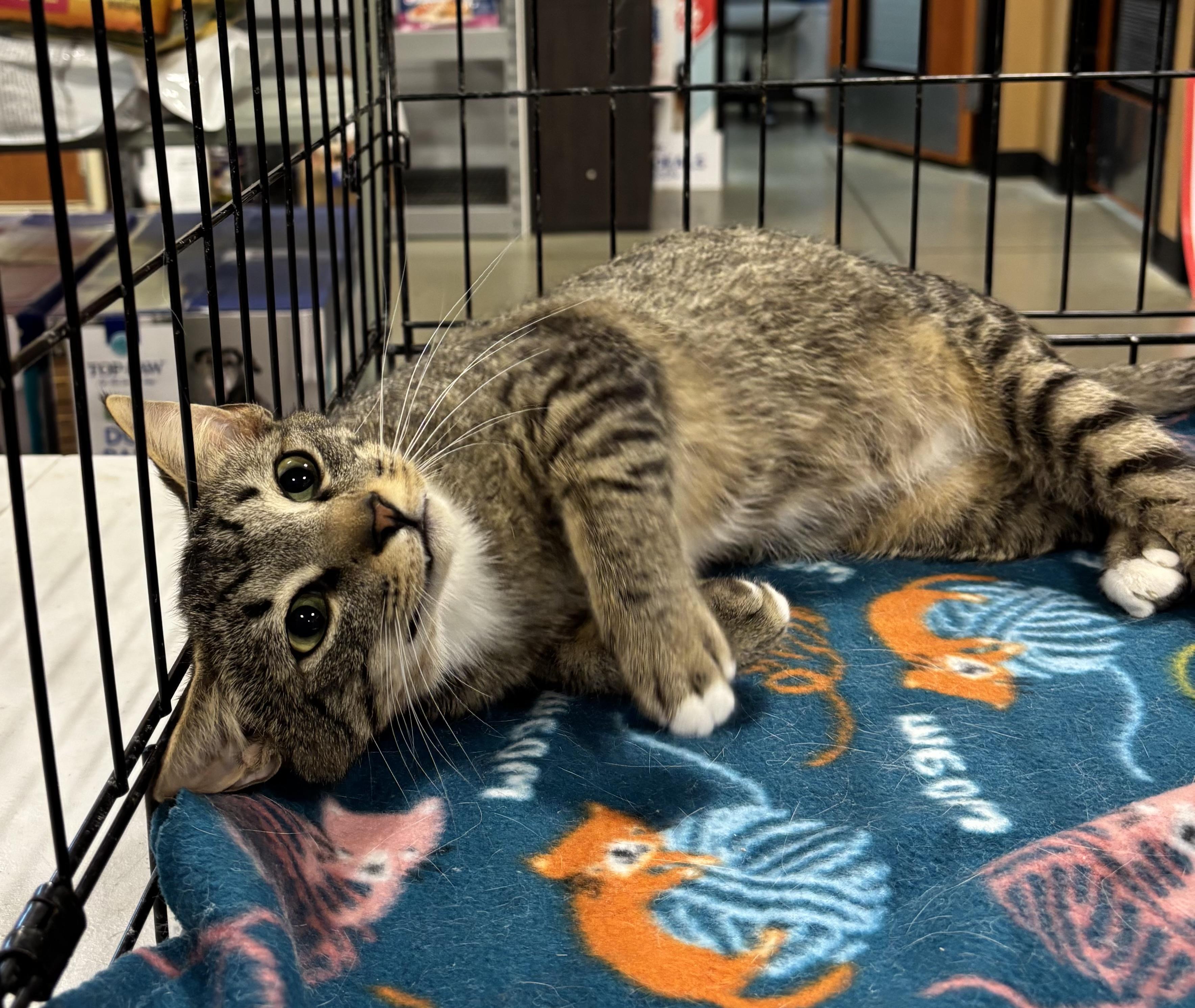 Enlarge Slinky (pse), an adopted Domestic Short Hair in Simpsonville, SC image 2/4