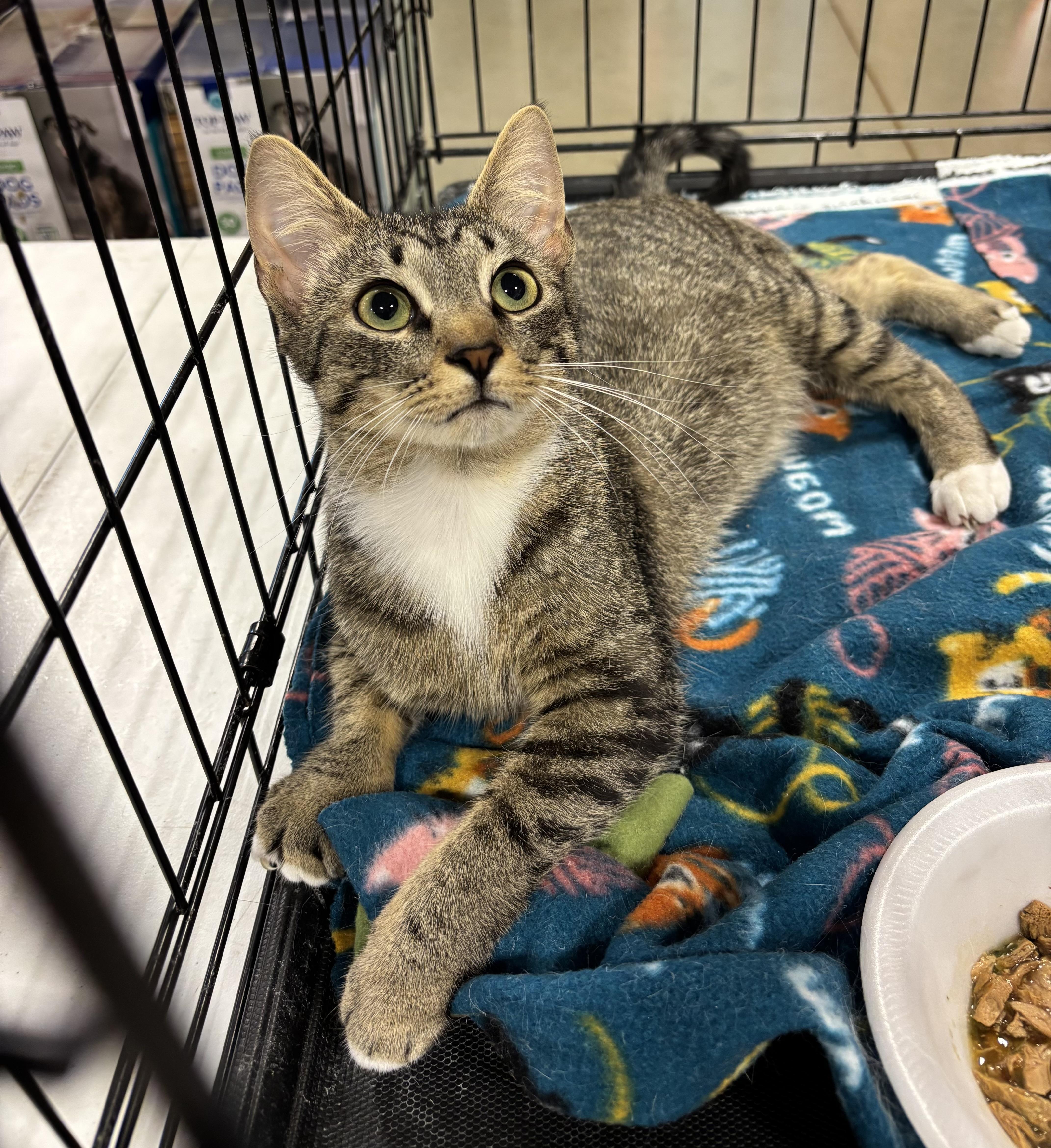 Enlarge Slinky (pse), an adopted Domestic Short Hair in Simpsonville, SC image 3/4