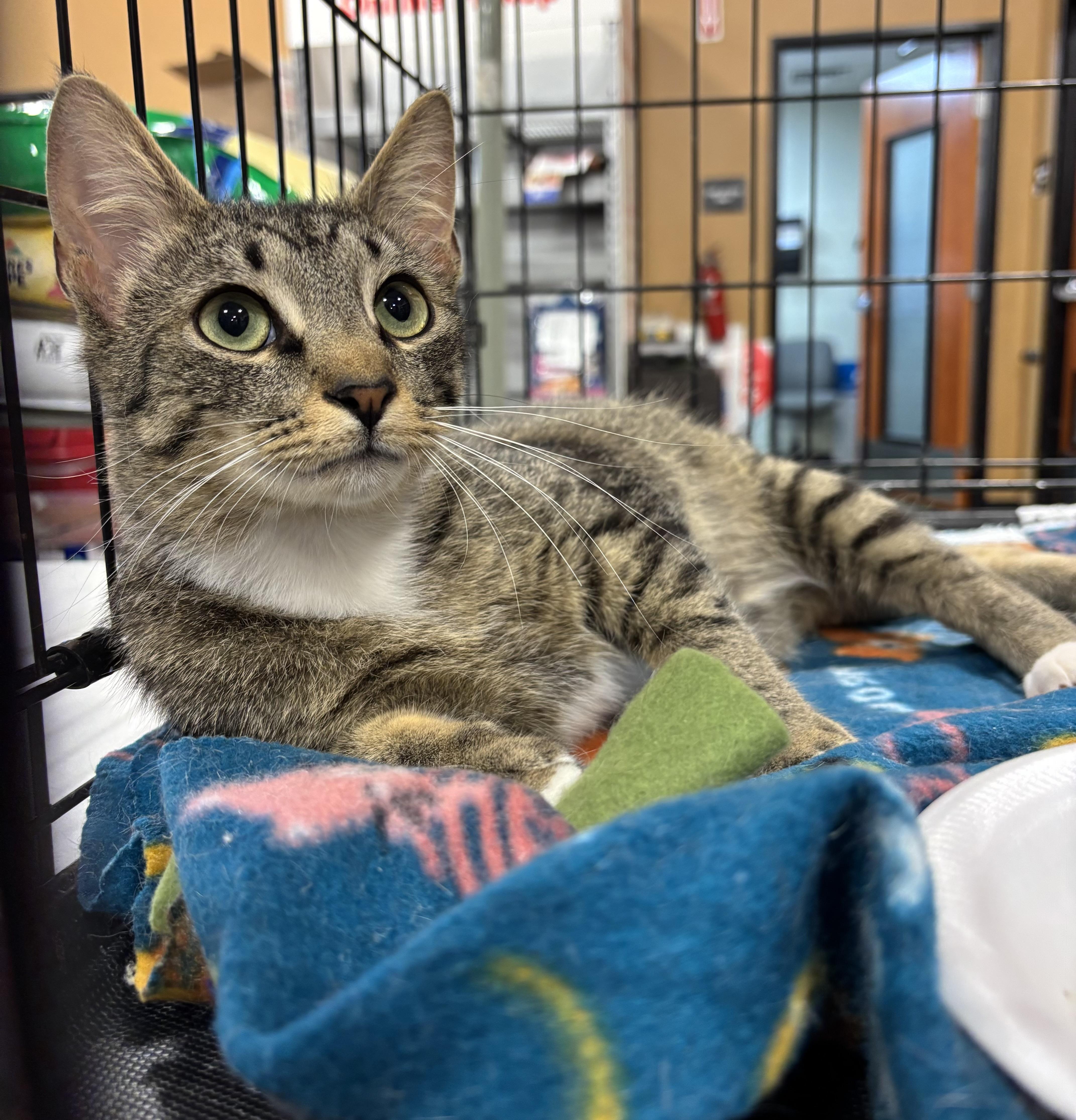 Enlarge Slinky (pse), an adopted Domestic Short Hair in Simpsonville, SC image 4/4