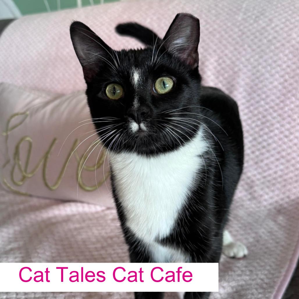 Oreo, Adoptable, Young Male Domestic Short Hair.