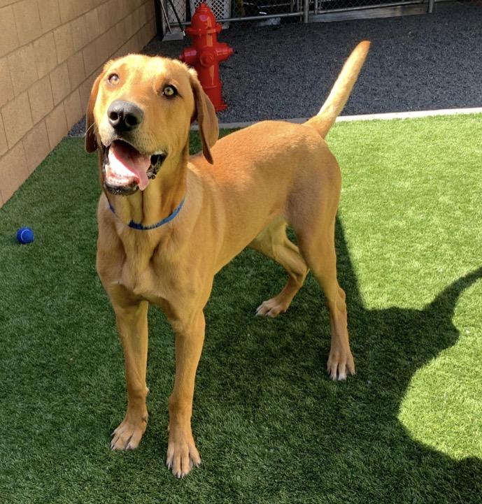 Enlarge I’m Beau - Please adopt me! , an adopted Redbone Coonhound in San Clemente, CA image 4/4
