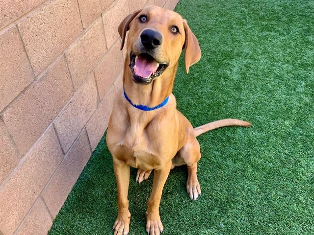 Enlarge I’m Beau - Please adopt me! , an adopted Redbone Coonhound in San Clemente, CA image 2/4