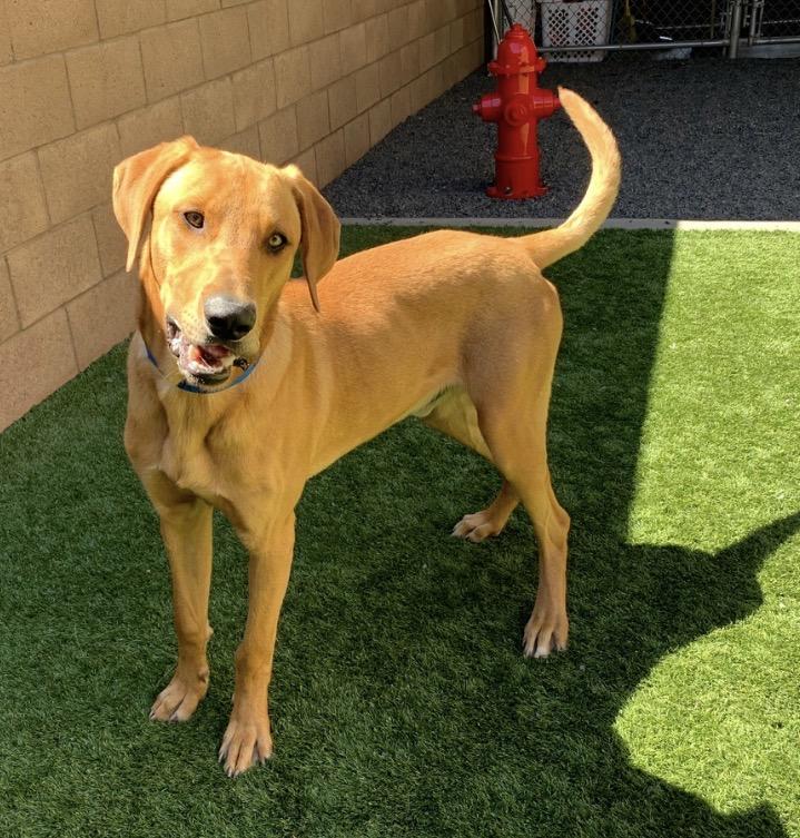 Enlarge I’m Beau - Please adopt me! , an adopted Redbone Coonhound in San Clemente, CA image 3/4