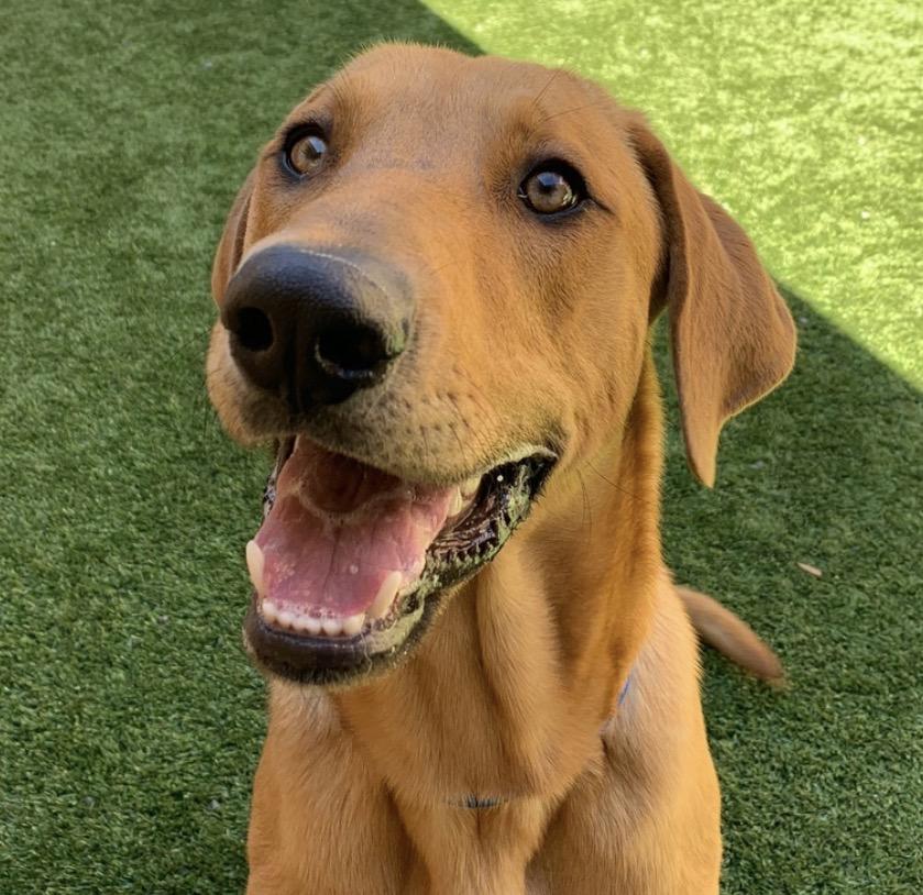 Enlarge I’m Beau - Please adopt me! , an adopted Redbone Coonhound in San Clemente, CA image 1/4
