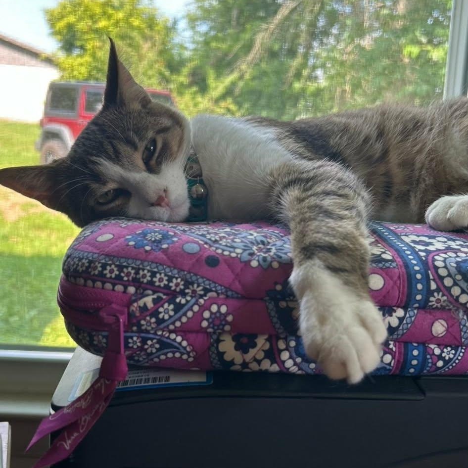 Enlarge Twiggy, a ADOPTABLE Domestic Short Hair in Lancaster, KY image 1/4