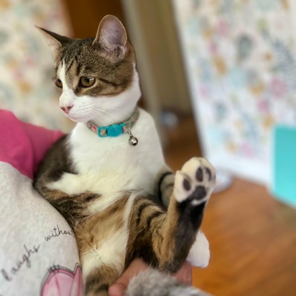 Enlarge Twiggy, a ADOPTABLE Domestic Short Hair in Lancaster, KY image 2/4