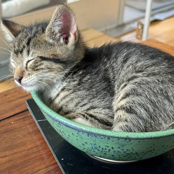 Ring Pop, Adoptable, Kitten Male Domestic Short Hair.