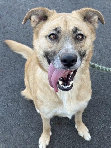 Enlarge Lucy, a Adoptable mixed breed in Anderson, IN image 1/3