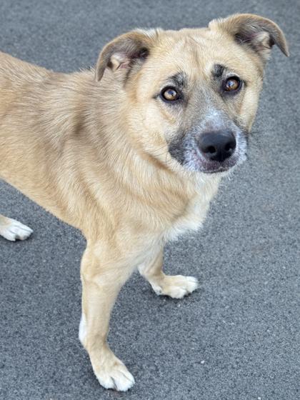 Enlarge Lucy, a Adoptable mixed breed in Anderson, IN image 2/3