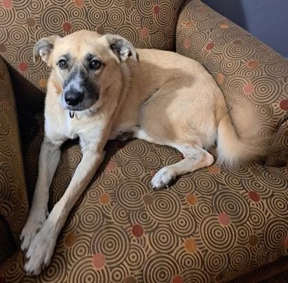 Enlarge Lucy, a Adoptable mixed breed in Anderson, IN image 3/3