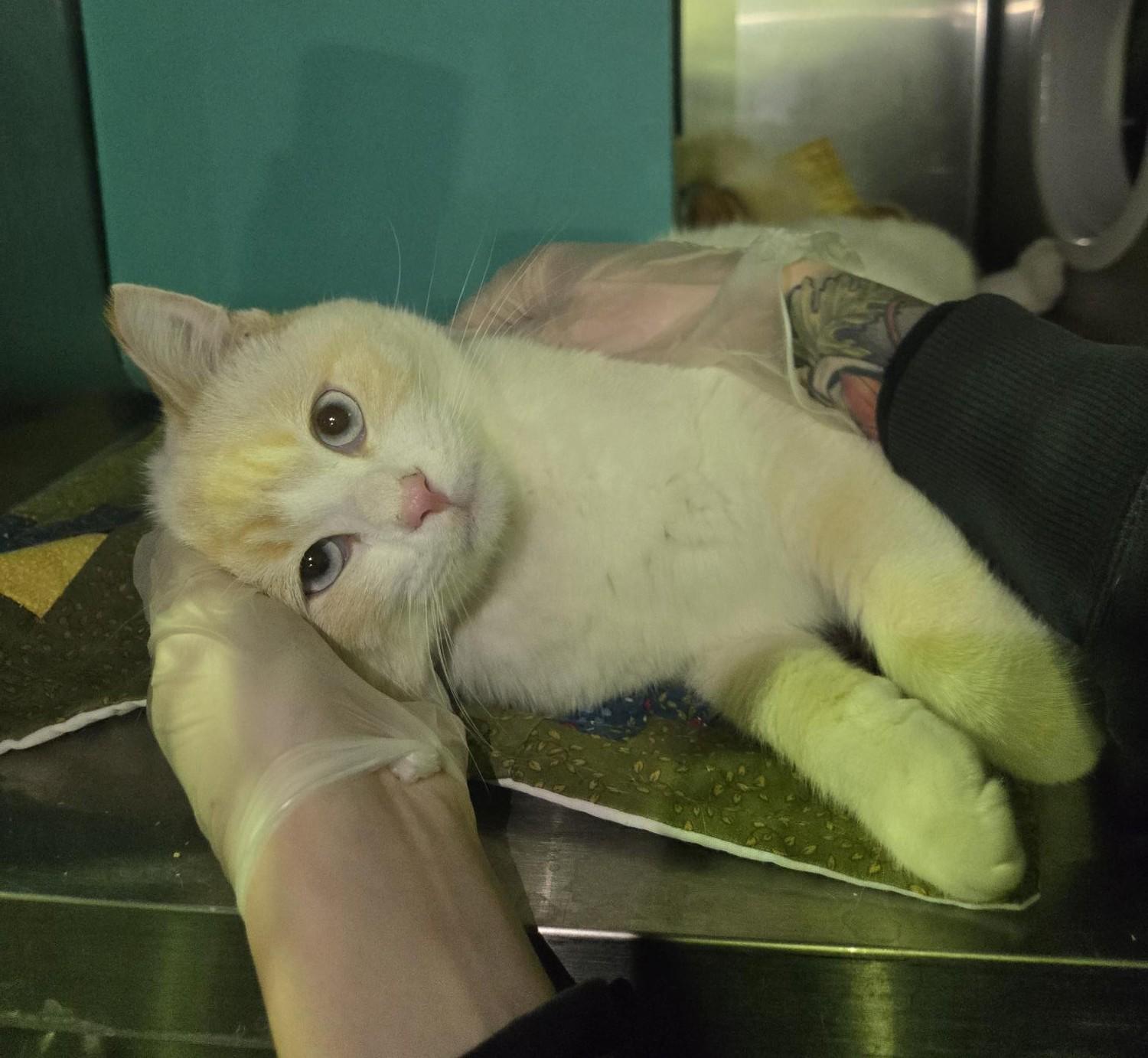 Enlarge Harvest, a Adoptable mixed breed in Billings, MT image 1/2