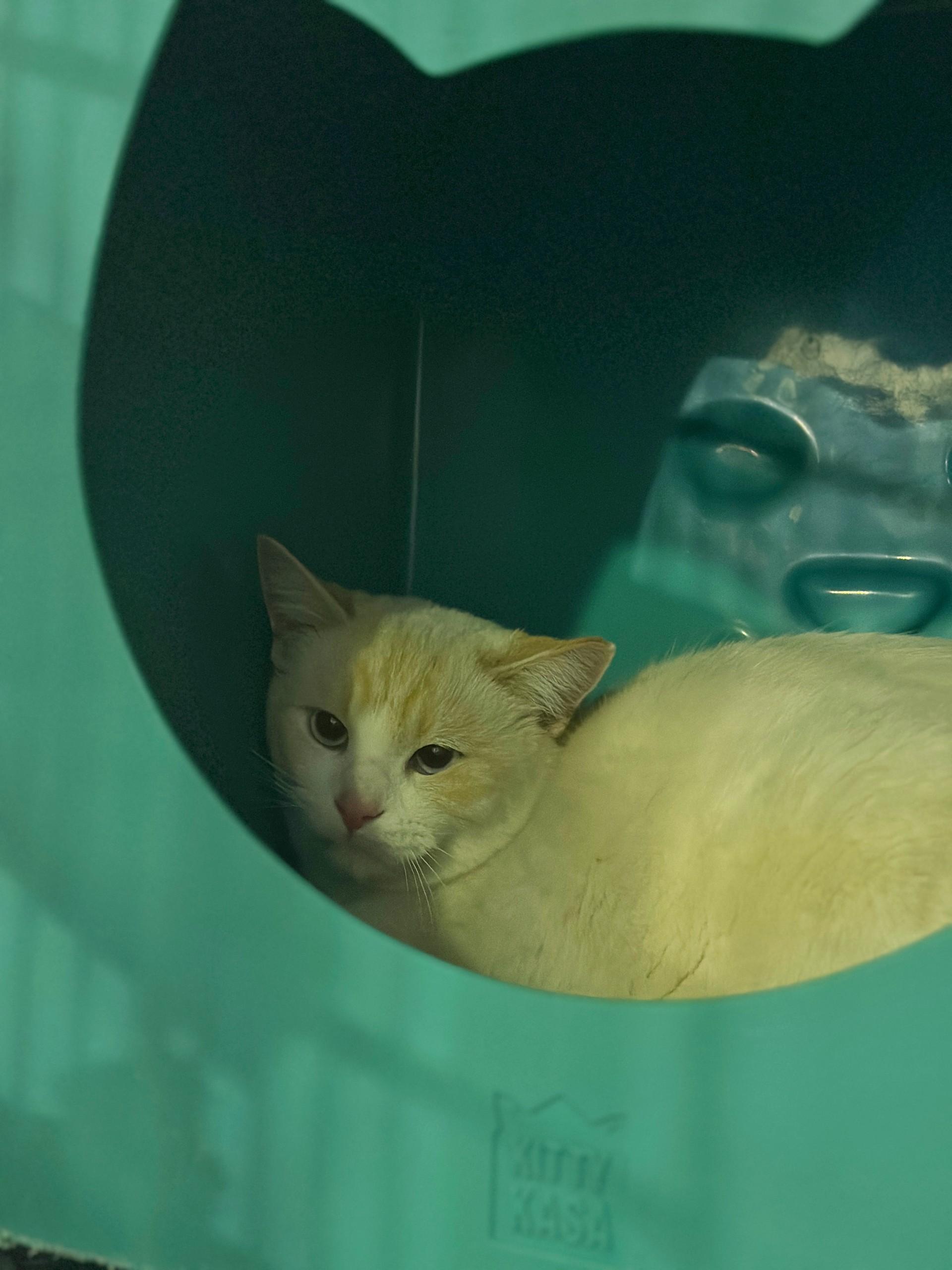 Harvest, Adoptable, Adult Male Domestic Short Hair & Siamese.