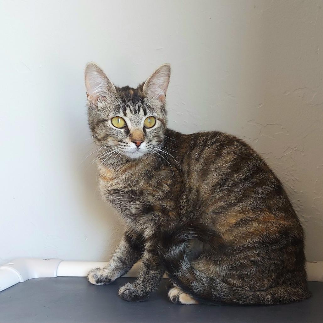 Enlarge Ariel, a Adoptable Domestic Short Hair in Ponca City, OK image 1/4