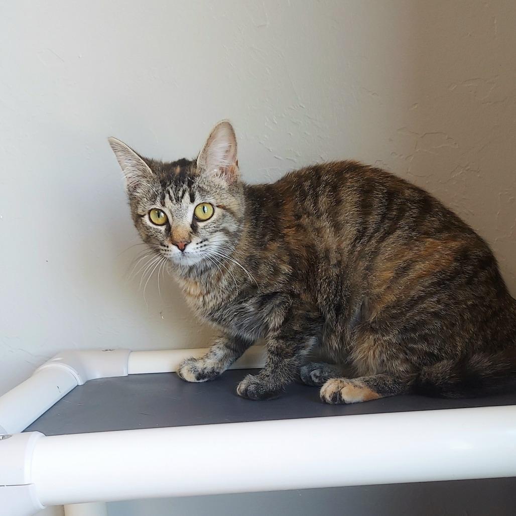 Enlarge Ariel, a Adoptable Domestic Short Hair in Ponca City, OK image 2/4