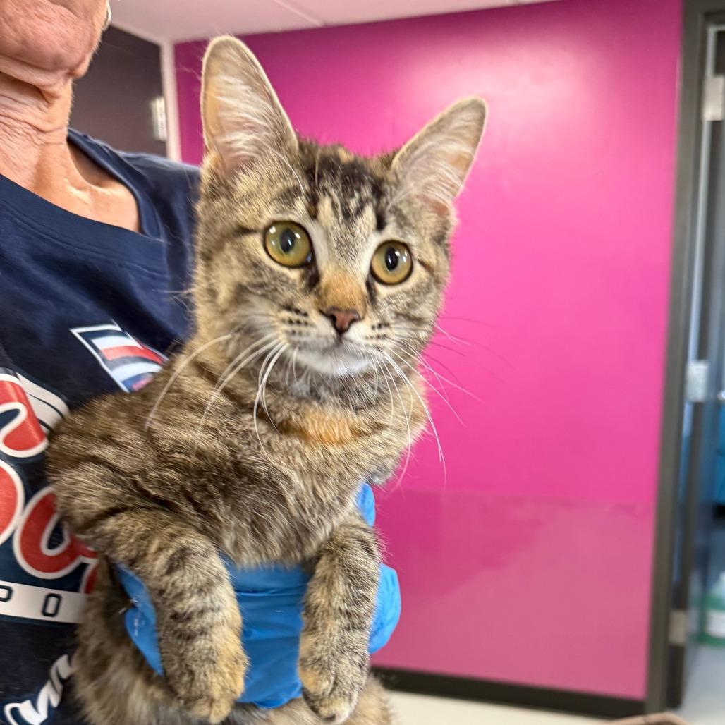 Enlarge Ariel, a Adoptable Domestic Short Hair in Ponca City, OK image 3/4