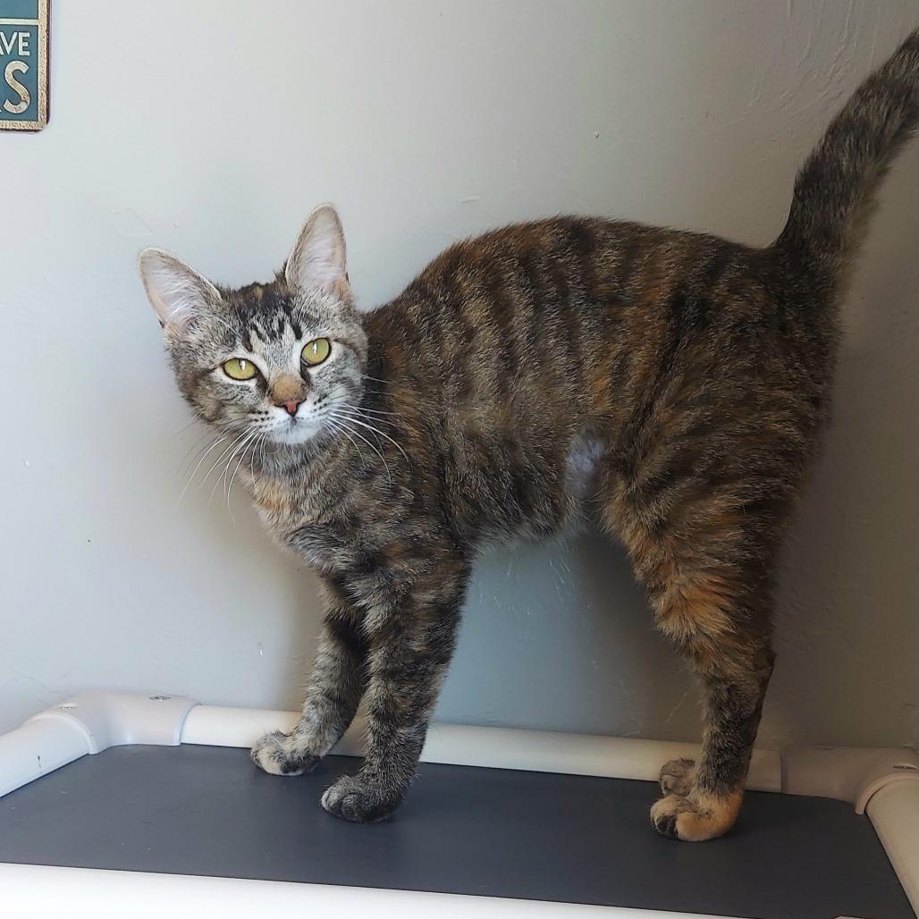 Enlarge Ariel, a Adoptable Domestic Short Hair in Ponca City, OK image 4/4